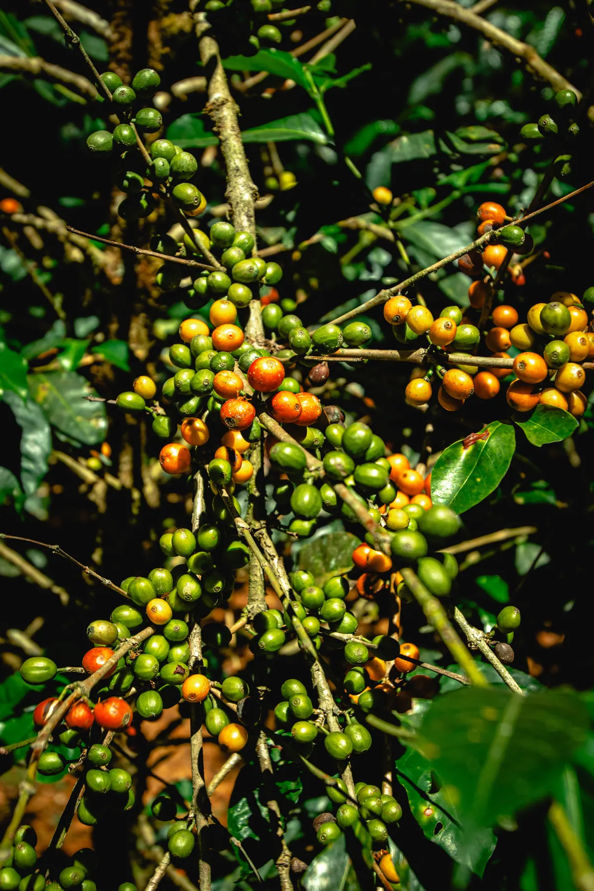 Cerezas de café en la rama