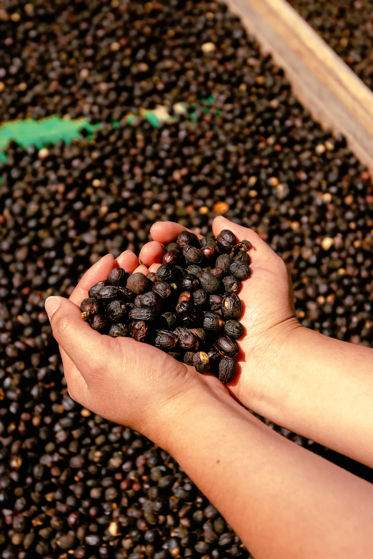 Manos con cerezas de café