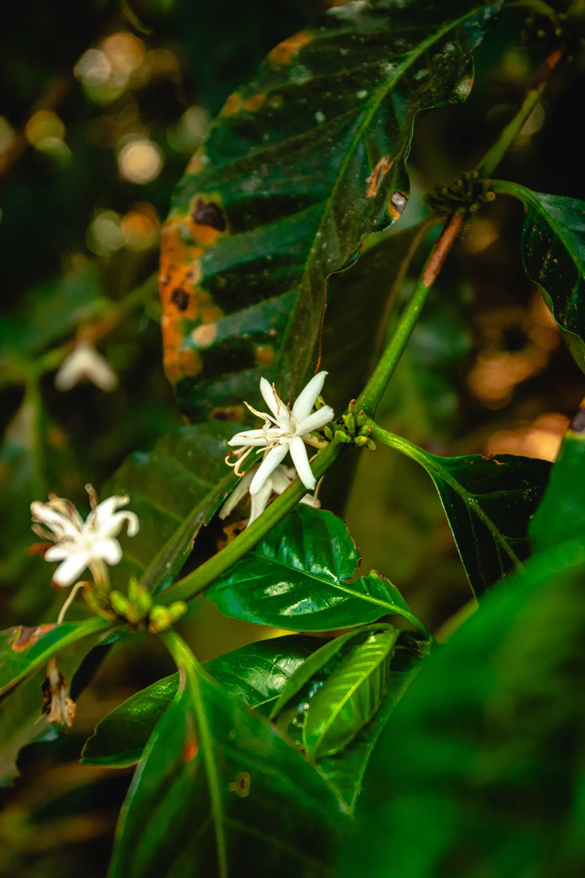 Flor de café