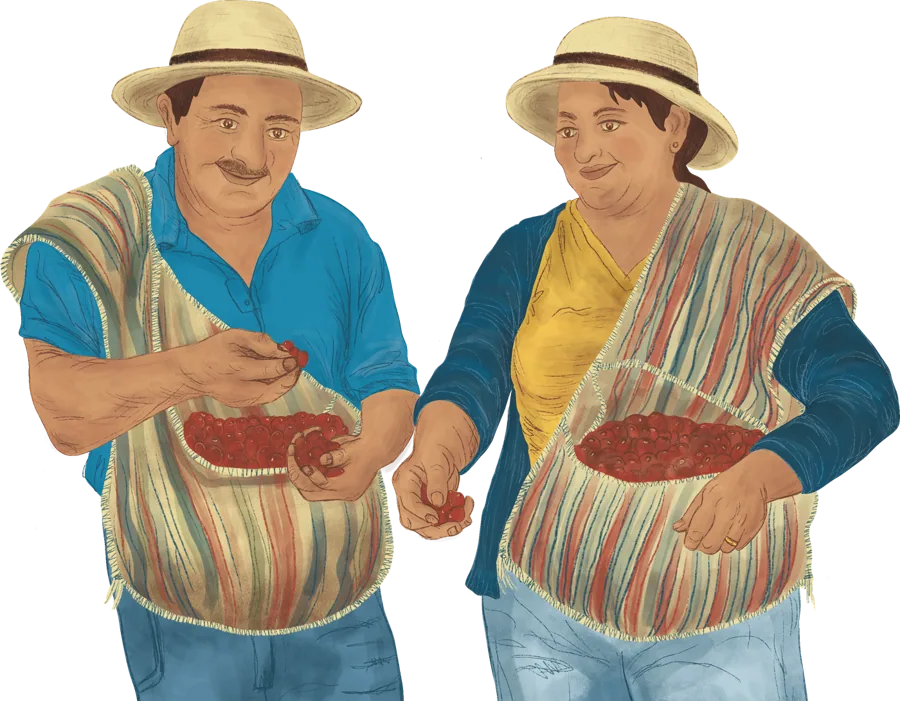 Ilustración: cafetaleros cosechando